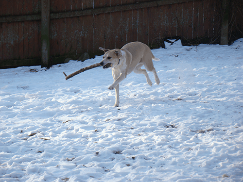 ROCK RIDGE KENNELS - Updated June 2026 - 13 Photos - 89 Rock Ridge Dr ...
