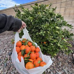 Tangerines at least 15 pounds. Tangerines at least 15 pounds.