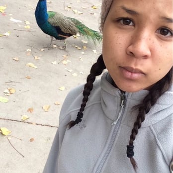Denver Zoo - They have roaming peacocks lol - Zoos Near Me - Denver, Colorado