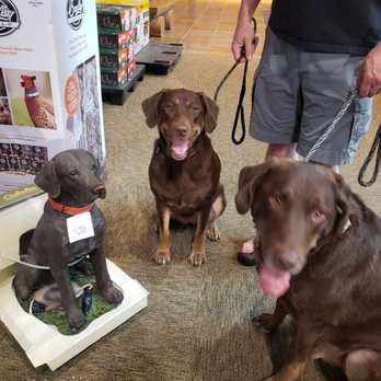Cabela’s  - With our pups in the upstairs sale area. - Outdoor Gear Near Me - Hoffman Estates, Illinois