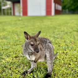 Parkton Animal Oasis