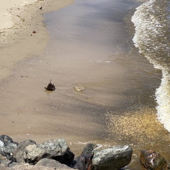 Union Beach - Two horseshoe crabs on the surf - Libraries Near Me - Union Beach, New Jersey