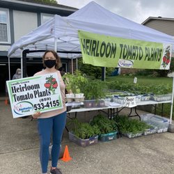 Heirloom Tomato Plants - My heirloom tomato purchase