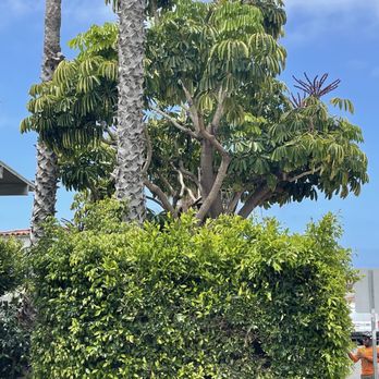 Rod's Tree Service - Before - Tree Services Near Me