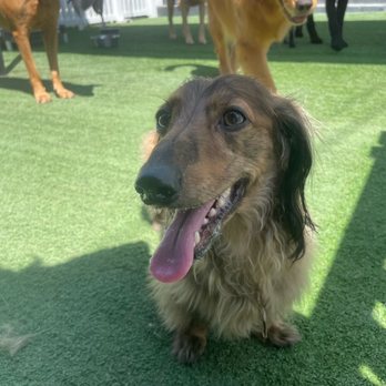 Bark Collective - Dog Walkers Near Me - Costa Mesa, California Bark Collective - Dog Walkers Near Me - Costa Mesa, California