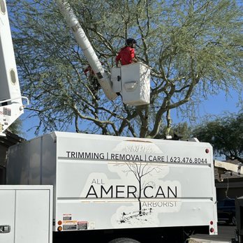 All American Arborist - Climbing the tree - Tree Services Near Me All American Arborist - Climbing the tree - Tree Services Near Me