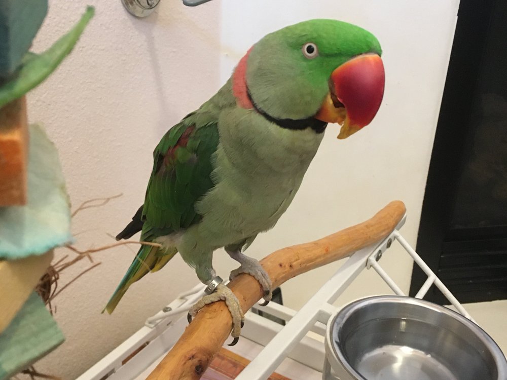 MACAW & COCKATOO RESCUE Updated August 2024 Albuquerque, New Mexico