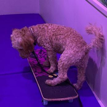 DOGMA - Skateboarding - Pet Groomers Near Me - New York, New York DOGMA - Skateboarding - Pet Groomers Near Me - New York, New York