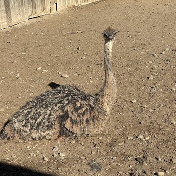 Ostrichland USA - Attraction Farms Near Me - Solvang, California Ostrichland USA - Attraction Farms Near Me - Solvang, California