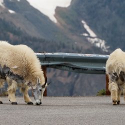 Beartooth Highway