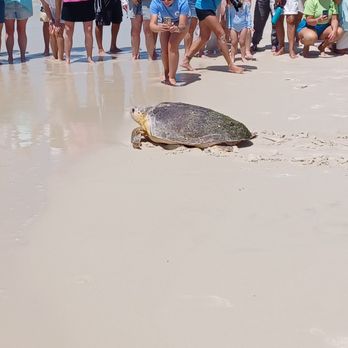 Share The Beach - Had awesome time today, released not 1 but 5 turtles after their rehab!!!! - Community Service/Non-Profit Near Me Share The Beach - Had awesome time today, released not 1 but 5 turtles after their rehab!!!! - Community Service/Non-Profit Near Me