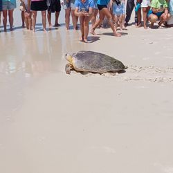 Share The Beach - Had awesome time today, released not 1 but 5 turtles after their rehab!!!!