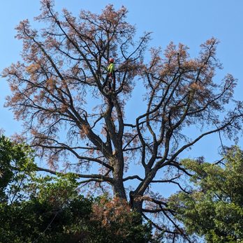 Spartan Tree Service - In the tree - Tree Services Near Me