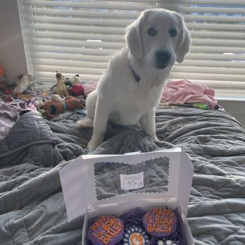 Dog City Bakery - Look at these amazing cookies and cake! - Pet Stores Near Me - Marietta, Georgia