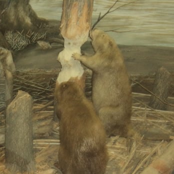 Hastings Museum - Museums Near Me - Hastings, Nebraska Hastings Museum - Museums Near Me - Hastings, Nebraska