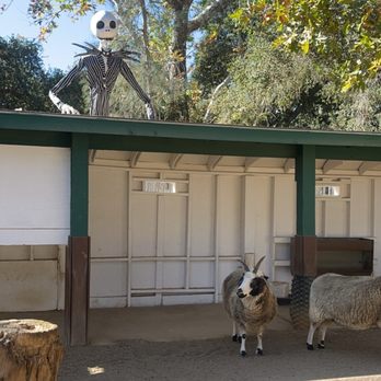 Irvine Regional Park - Goats at the zoo you can pet - Parks Near Me - Orange, California