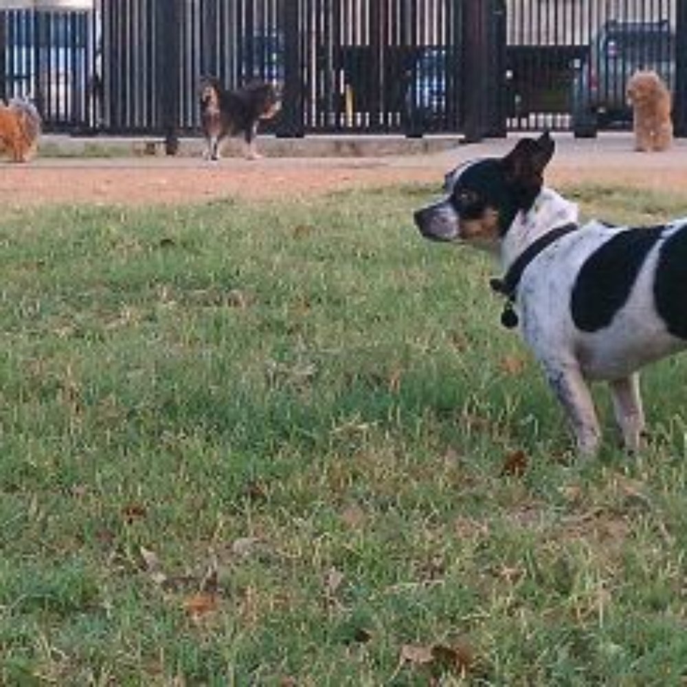 Danny Jackson Dog Park - Dog Parks Near Me - Houston, Texas
