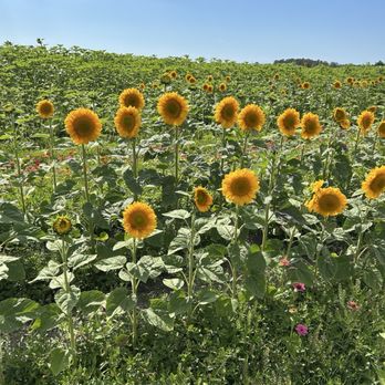 Dade City Farms - Attraction Farms Near Me - Dade City, Florida Dade City Farms - Attraction Farms Near Me - Dade City, Florida