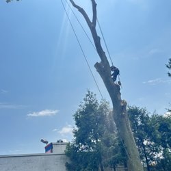 Luis G Tree Service