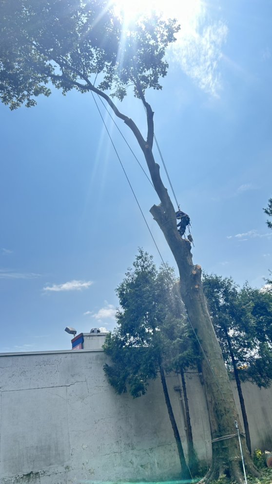 Luis G Tree Service - tree service in Staten Island, NY