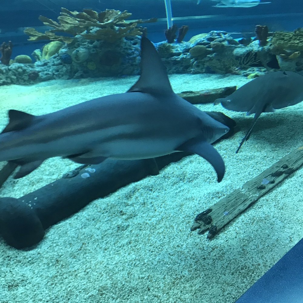 Texas State Aquarium - Aquariums Near Me - Corpus Christi, Texas Texas State Aquarium - Aquariums Near Me - Corpus Christi, Texas