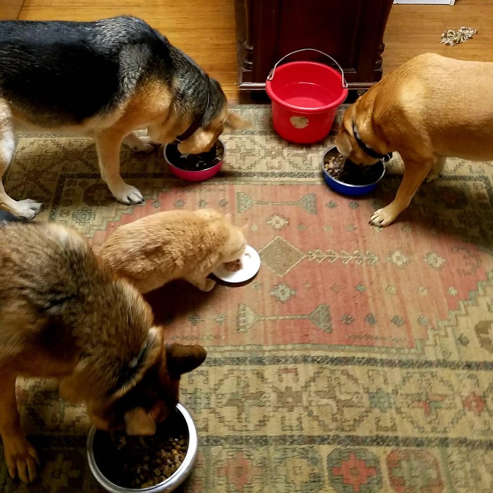 ALMOST HOME KENNELS 12 Photos 176 Pudding St, Putnam Valley, NY Yelp