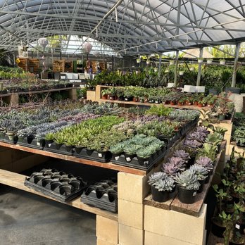 Plasencia Nursery - Nurseries & Gardening Near Me - Miami, Florida Plasencia Nursery - Nurseries & Gardening Near Me - Miami, Florida