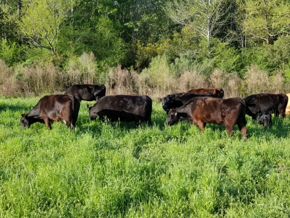 GRANDDADDY’S FARM Updated June 2024 466 Horseshoe Bend Rd, Ocilla, Farmers Market