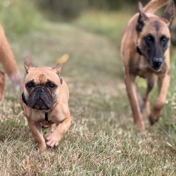 Bluegrass Barkventures - Dog Walkers Near Me Bluegrass Barkventures - Dog Walkers Near Me