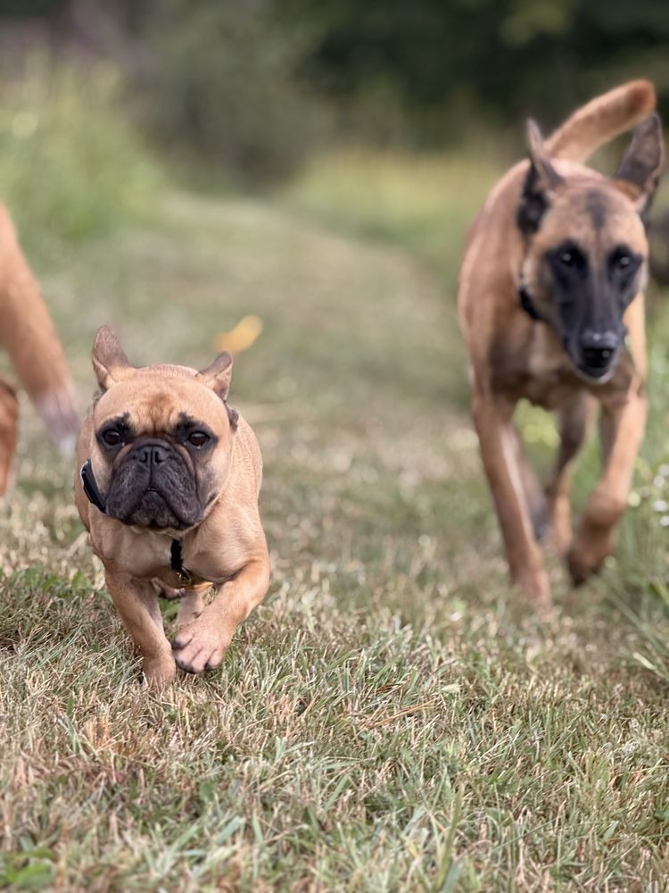 Bluegrass Barkventures - pet boarding facility in Middleburg, KY