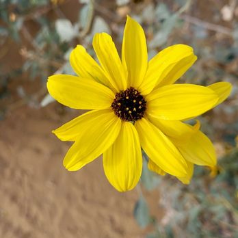 Imperial Sand Dunes Recreation Area - Recreation Centers Near Me - Brawley, California