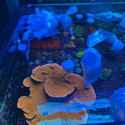 Supreme Reefs