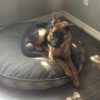 Gold Hill Canine - The puppy again. - Pet Training Near Me - Granite Bay, California Gold Hill Canine - The puppy again. - Pet Training Near Me - Granite Bay, California