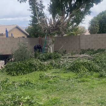 Viper Tree Service - Viper Tree Service are trained and experienced in providing specialized tree removal services for property owners. - Tree Services Near Me - Gilbert, Arizona Viper Tree Service - Viper Tree Service are trained and experienced in providing specialized tree removal services for property owners. - Tree Services Near Me - Gilbert, Arizona