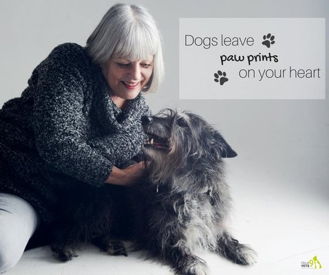 companion care vets high wycombe