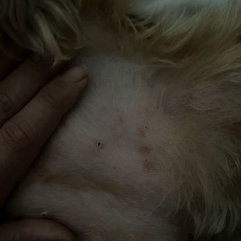 Animal Dermatology Center - This is after the derm visit whom told me it was flees and told me to put her in next guard. Obv they just want to push products. - Veterinarians Near Me - Studio City, California Animal Dermatology Center - This is after the derm visit whom told me it was flees and told me to put her in next guard. Obv they just want to push products. - Veterinarians Near Me - Studio City, California