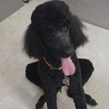 BluePet mobile grooming - Standard poodle. - Pet Groomers Near Me BluePet mobile grooming - Standard poodle. - Pet Groomers Near Me