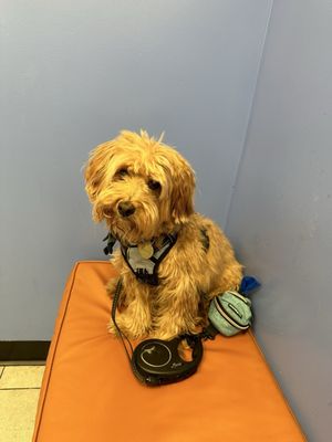 Modern Animal by null