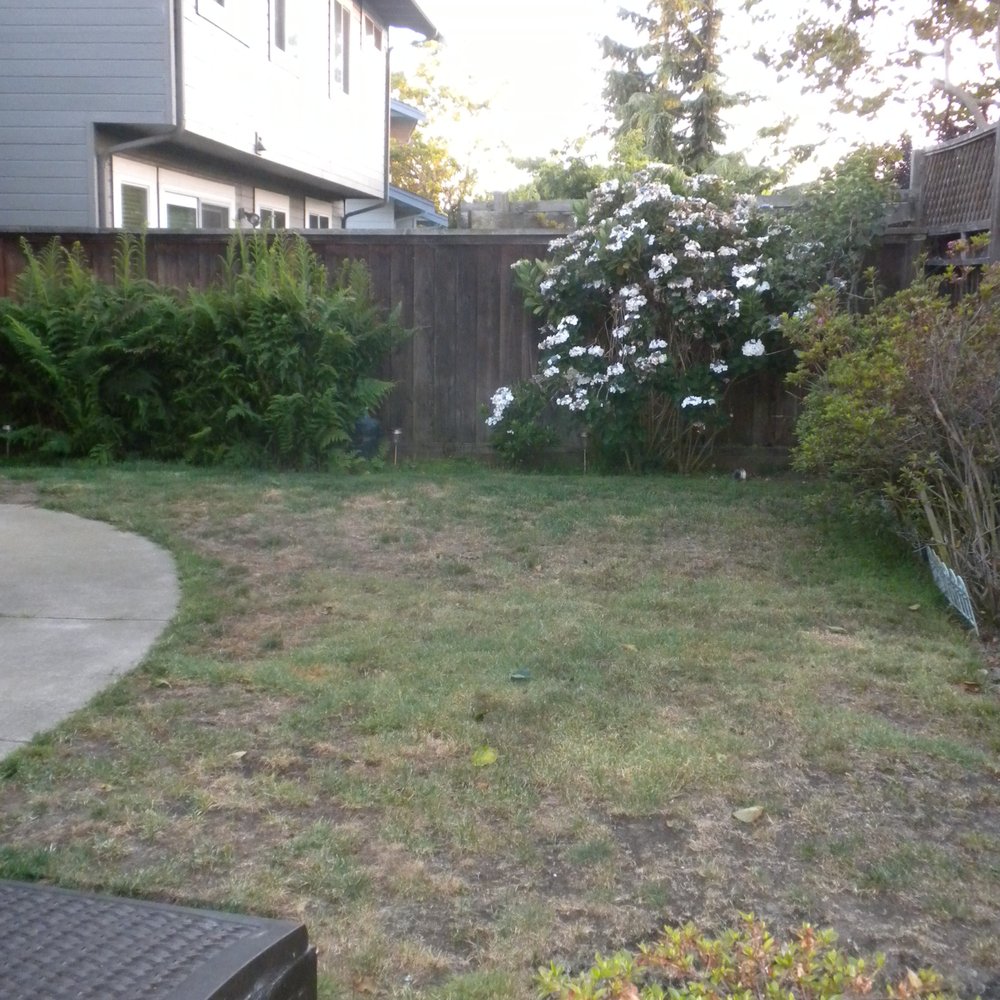 Onelawn - Before - Artificial Turf Near Me - San Lorenzo, California Onelawn - Before - Artificial Turf Near Me - San Lorenzo, California