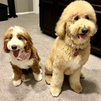 Well Groomed Pets - Two cute puppies - Pet Groomers Near Me - Las Vegas, Nevada Well Groomed Pets - Two cute puppies - Pet Groomers Near Me - Las Vegas, Nevada
