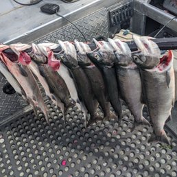 Photo of limits caught by five people on the boat (10 sockeye).