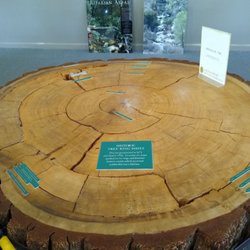 Palisades Visitor Center - Douglas fir stump hundreds of years old