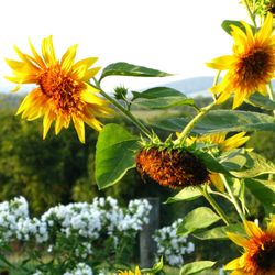 Terressentials - Organic sunflowers in our cutting garden.