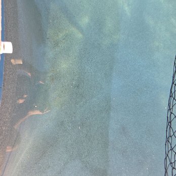 Ph Perfect Pools - Algae stains in pool - Pool Cleaners Near Me - Florence, Arizona