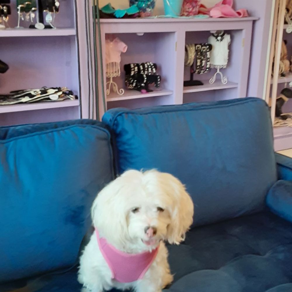 Vanderpump Dogs - Fendi - Pet Adoption Near Me - Los Angeles, California Vanderpump Dogs - Fendi - Pet Adoption Near Me - Los Angeles, California