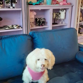 Vanderpump Dogs - Fendi - Pet Adoption Near Me - Los Angeles, California Vanderpump Dogs - Fendi - Pet Adoption Near Me - Los Angeles, California
