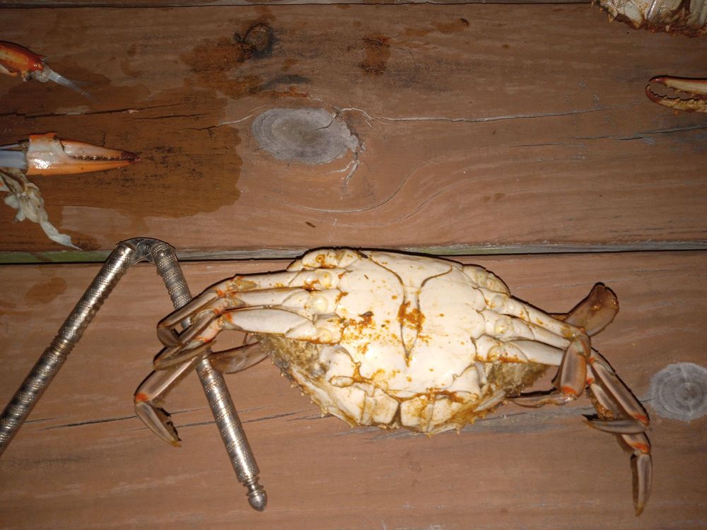 Crab Dynasty Logo