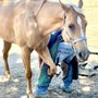 Photo of Rudy’s Farrier Service