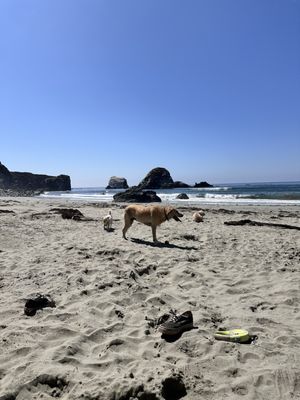 Sand Dollar Beach by null