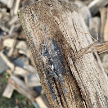 Mesmerizing Firewood - Soaking wet and moldy. - Firewood Near Me Mesmerizing Firewood - Soaking wet and moldy. - Firewood Near Me